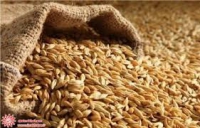 چشم روشنی تولید گندم با کاهش 30 درصدی